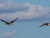 Flygande Grågäss