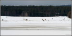 Rådjur o tranor