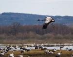 Inflygning