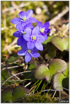 Hepatica